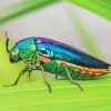 Colorful Beetle Bug Paint By Numbers