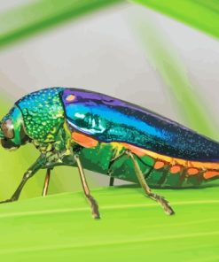 Colorful Beetle Bug Paint By Numbers