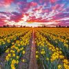 Daffodils Field At Sunset Paint By Numbers