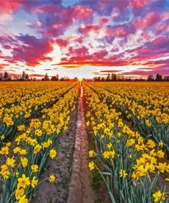 Daffodils Field At Sunset Paint By Numbers