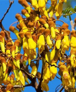 Flowering Kowhai Paint By Numbers