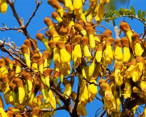 Flowering Kowhai Paint By Numbers