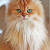 Fluffy Blonde Cat Paint By Numbers