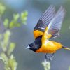 Flying Baltimore Oriole Paint By Numbers