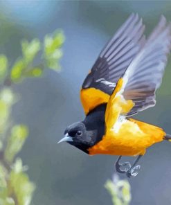 Flying Baltimore Oriole Paint By Numbers