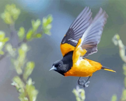 Flying Baltimore Oriole Paint By Numbers