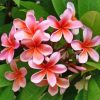 Frangipani Plumeria Paint By Numbers