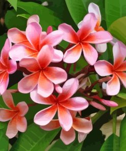 Frangipani Plumeria Paint By Numbers