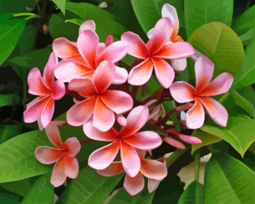 Frangipani Plumeria Paint By Numbers