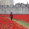 Poppies And Soldiers Paint By Numbers