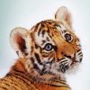 Sweet Baby Face Tiger Paint By Numbers