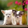 Chihuahua Puppies Paint By Numbers