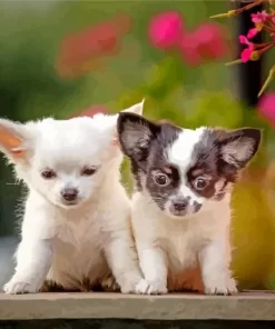 Chihuahua Puppies Paint By Numbers