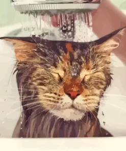 Cute Cat Shower Paint By Numbers