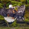 Eagles Fighting On The River Paint By Numbers