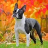 Female Boston Terrier Paint By Numbers