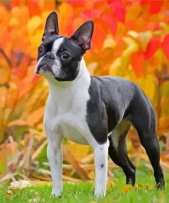 Female Boston Terrier Paint By Numbers