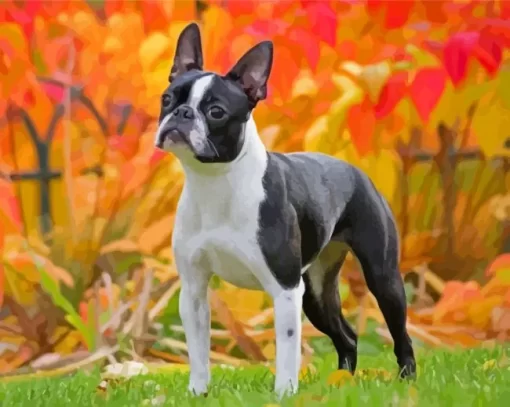 Female Boston Terrier Paint By Numbers