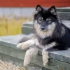 Finnish Lapphund Paint By Numbers