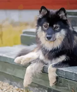 Finnish Lapphund Paint By Numbers