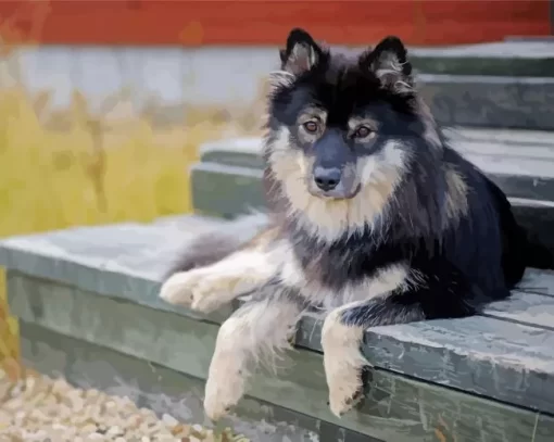 Finnish Lapphund Paint By Numbers