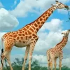 Giraffe Mom And Daughter Paint By Numbers