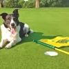 Golf land dog paint by numbers