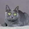 Grey Korat Cat Paint By Numbers