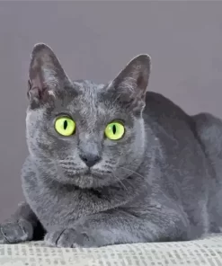 Grey Korat Cat Paint By Numbers