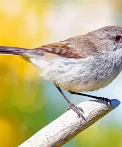 Grey Warbler Paint By Numbers