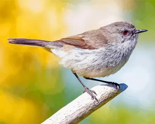 Grey Warbler Paint By Numbers