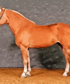 Haflinger Horse Paint By Numbers