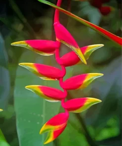 Heliconia Paint By Numbers