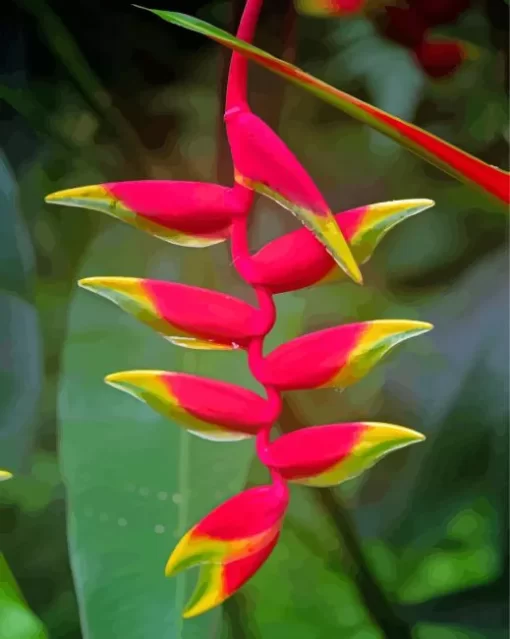 Heliconia Paint By Numbers