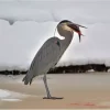 Heron Eating Fish Paint By Numbers