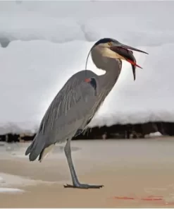 Heron Eating Fish Paint By Numbers