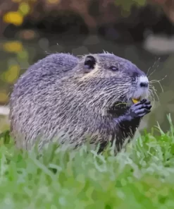 Black Muskrat Paint By Numbers