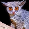 Cute Galago Paint By Numbers