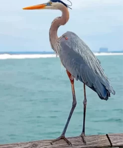 Great Blue Heron Bird Paint By Numbers