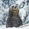 Grizzly Bear Animal In Snow Paint By Numbers