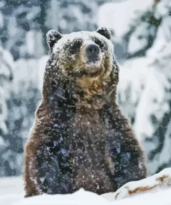 Grizzly Bear Animal In Snow Paint By Numbers