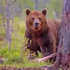 Grizzly Paint By Numbers