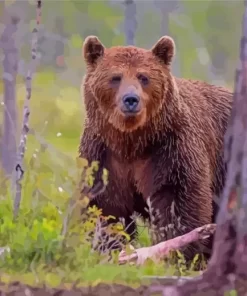 Grizzly Paint By Numbers