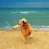 Happy Dog In The Beach Paint By Numbers