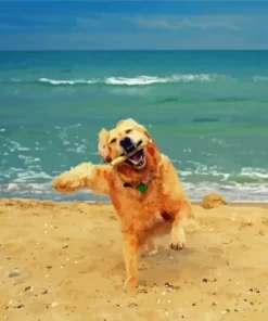 Happy Dog In The Beach Paint By Numbers