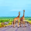 Kruger National Park Paint By Numbers