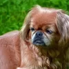 Light Brown Pekingese Dog Paint By Numbers