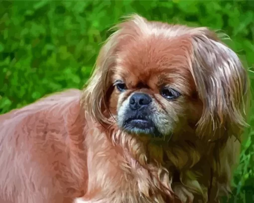 Light Brown Pekingese Dog Paint By Numbers