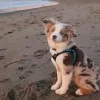 Mini Australian Shepherd In Beach Paint By Numbers