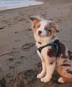 Mini Australian Shepherd In Beach Paint By Numbers